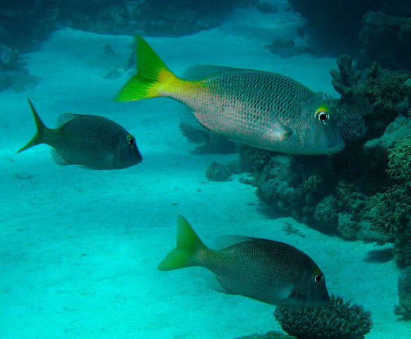 Lethrinus atkinsoni